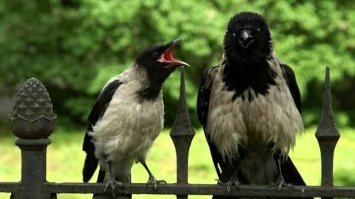 Карлллл......