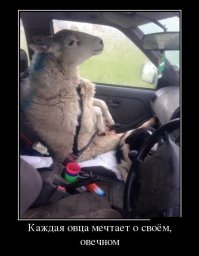 «Тинькофф банк» запустил в мобильном приложении голосового помощника «Олега» 