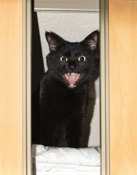 19 комиксов, которые демонстрируют, что жизнь с котом — это отдельная профессия