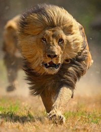 25 удивительных снимков животных в движении