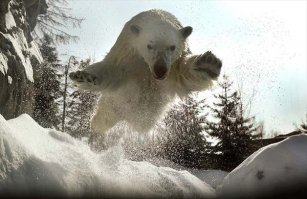 25 удивительных снимков животных в движении