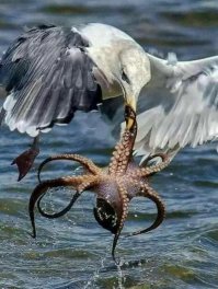 25 удивительных снимков животных в движении