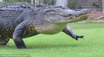 25 удивительных снимков животных в движении