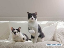 Коты одобряют