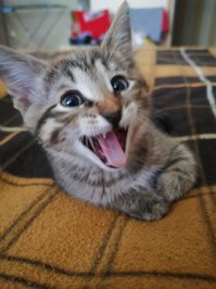 19 комиксов, которые демонстрируют, что жизнь с котом — это отдельная профессия