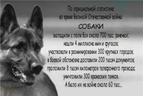 даун ты! во время ВОВ пока твой дед в болотах прятался, а бабка ноги раздвигала... собаки жизни спасали! но фашисту не объяснить!