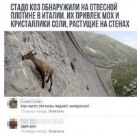 Зачем горные козлы забираются на отвесные плотины, где не растет трава
