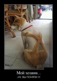 Собачьи демотиваторы