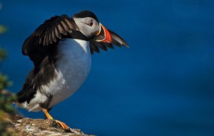 Воу! Палехше!