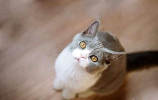 Прикольные и смешные картинки