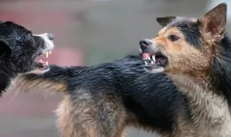 Какие же милые уличные пёсели!