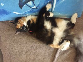 26 таких милых и смешных животных, что вам придётся сдаться перед их обаянием