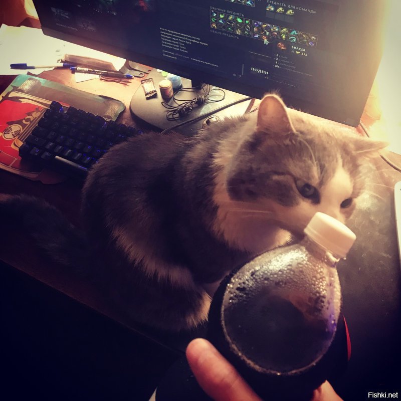 мой котейка. любопытный, все нюхает, все интересно :)