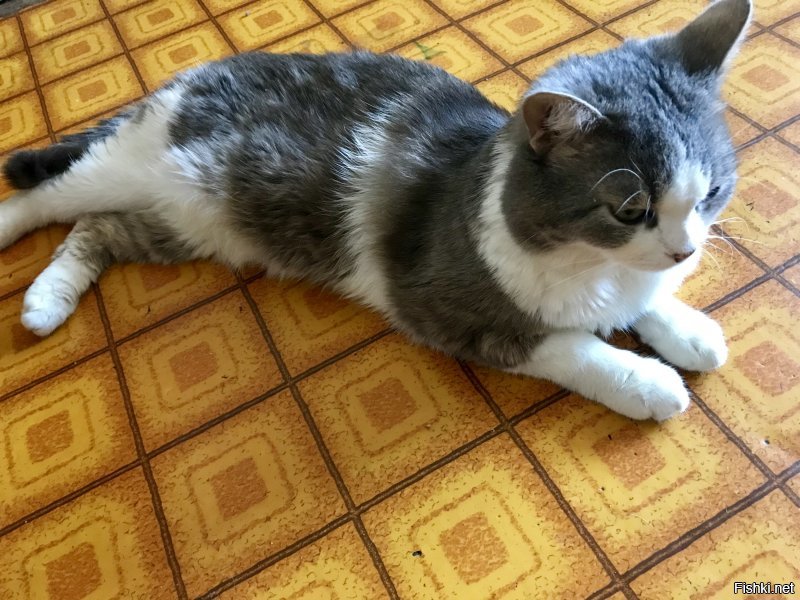 мой котейка. любопытный, все нюхает, все интересно :)