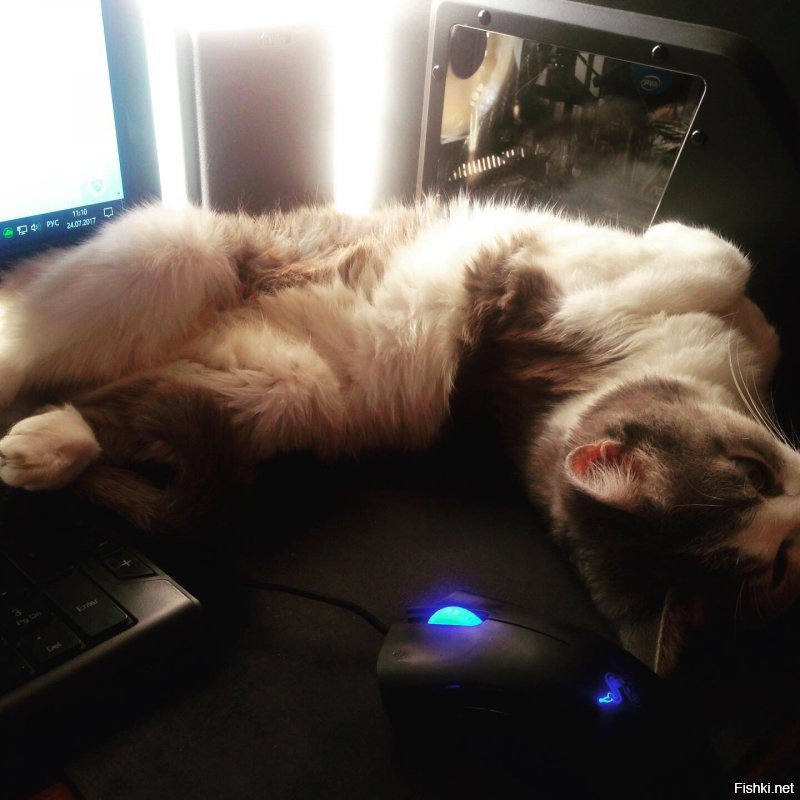 мой котейка. любопытный, все нюхает, все интересно :)