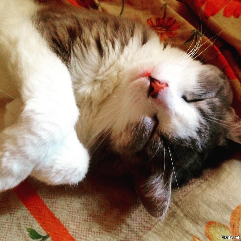 мой котейка. любопытный, все нюхает, все интересно :)