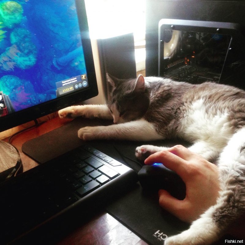 мой котейка. любопытный, все нюхает, все интересно :)