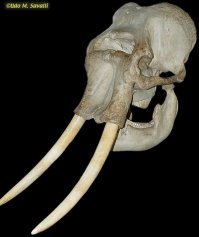 правильный череп слона