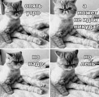 Образ кошки в демотиваторах