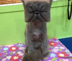 А это его кот