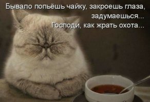 Образ кошки в демотиваторах