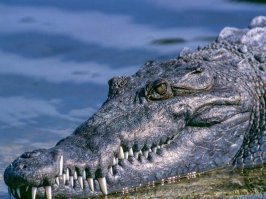 Ищут пожарные, Ищет милиция, Ищут фотографы В нашей столице, Ищут давно, Но не могут найти Парня какого-то Лет сорока.