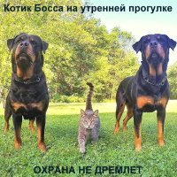 Образ кошки в демотиваторах