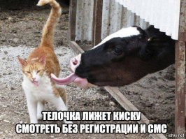 Прикольные и смешные картинки