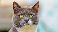 Для этого кота сначала надо тщательно побрить,но не думаю что он на это согласится.