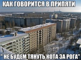 Американский кот с необычными "дополнительными" лапками