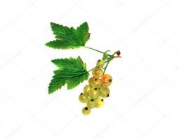 Какой-то неумный сделал картинку, переврав загадку, и стали её распространять те, кто смородину на кусте в глаза не видел
 Загадка же звучит так: 
Это черная?
Нет это красная
А почему белая?
Потому что зеленая.
И фотки для наглядности, где видно, что неспелая черная смородина никак не красная, а бурая, в отличие от красной, неспелые ягоды которой светло-зеленые, почти белые