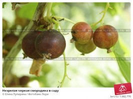 Какой-то неумный сделал картинку, переврав загадку, и стали её распространять те, кто смородину на кусте в глаза не видел
 Загадка же звучит так: 
Это черная?
Нет это красная
А почему белая?
Потому что зеленая.
И фотки для наглядности, где видно, что неспелая черная смородина никак не красная, а бурая, в отличие от красной, неспелые ягоды которой светло-зеленые, почти белые