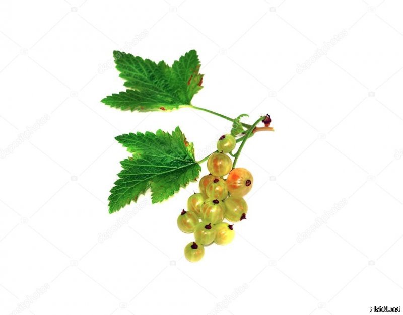 Какой-то неумный сделал картинку, переврав загадку, и стали её распространять те, кто смородину на кусте в глаза не видел
 Загадка же звучит так: 
Это черная?
Нет это красная
А почему белая?
Потому что зеленая.
И фотки для наглядности, где видно, что неспелая черная смородина никак не красная, а бурая, в отличие от красной, неспелые ягоды которой светло-зеленые, почти белые