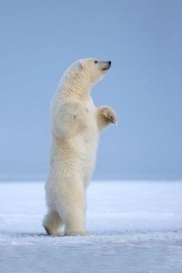 Ну, не буду есть печень белого медведя. И самого медведя не буду, он хороший...