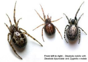 вот нашел ложная вдова.