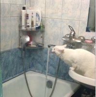 моя вот так пьёт. утром захожу в ванную, она уже в раковине сидит и ждёт меня)))