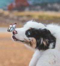 Пестрый мир бабочек