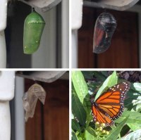 Пестрый мир бабочек