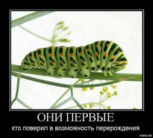 Пестрый мир бабочек