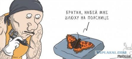 Пестрый мир бабочек