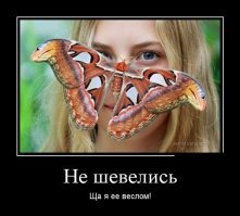 Пестрый мир бабочек