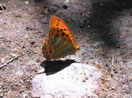 Пестрый мир бабочек