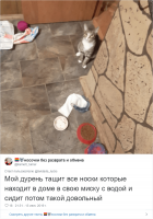 Может, он всё-таки не дурень? Может, он "подсказывает", что носки стирать нужно? )))