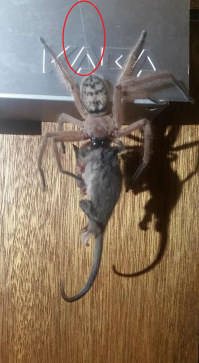 Wiki: Пауки-бокоходы или неравноногие бокоходы, или пауки-крабы, или крабовые пауки (лат. ... Бокоходы не плетут паутины.
Скорее всего охочие до лайков "умники" просто подвесили игрушку на леску.