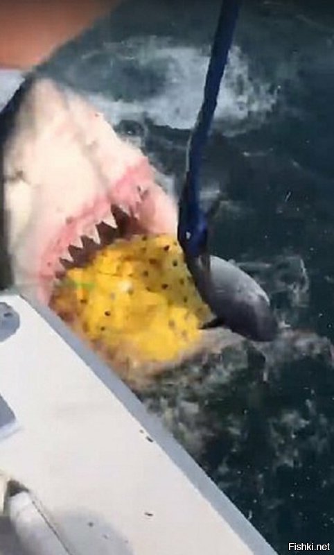 Жуткая встреча в море: рыбаки повстречались с гигантской белой акулой