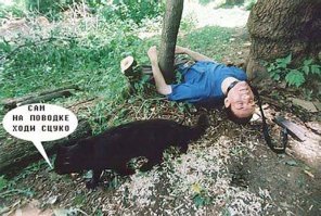 20 смешных домашних кошек, которым очень не нравится гулять на улице