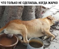 Прикольные и смешные картинки