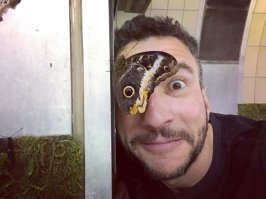 Пестрый мир бабочек