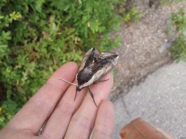 Пестрый мир бабочек