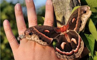 Пестрый мир бабочек